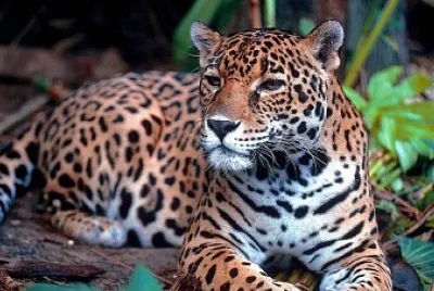 jaguar