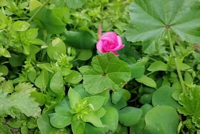 flor