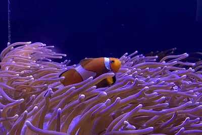 Peixe palhaço