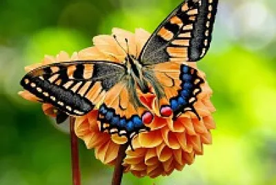 Borboleta