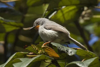 Apalis chestnut throated