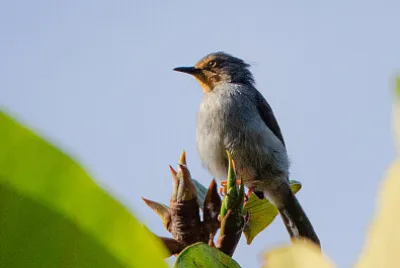 Apalis bamenda