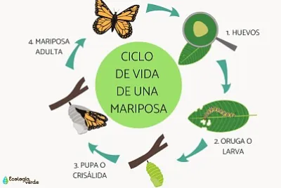 Metamorfosis jigsaw puzzle