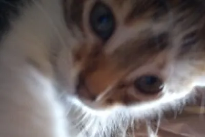 Baby Chiro