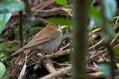 Tordo usignolo bruno