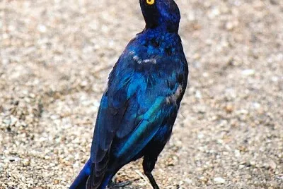 Storno splendente del capo