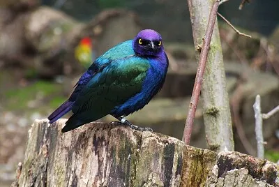 Storno splendido purpureo