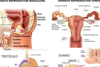 Sistema reproductor