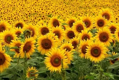 GIRASOLES jigsaw puzzle