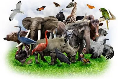 fauna silvestre