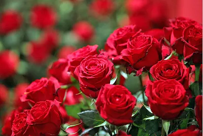 Rosas