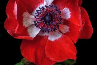 Flor vermelha