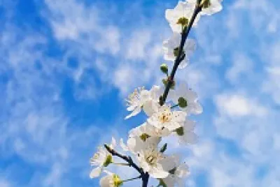 Flor e céu