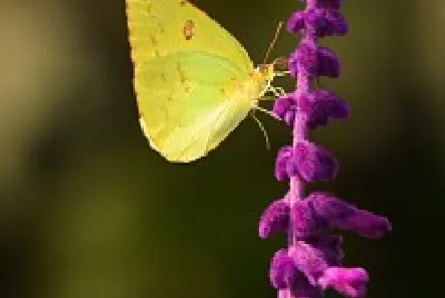 Borboleta amarela