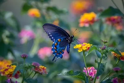 Borboleta e flores