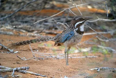 Long tailed groun roller