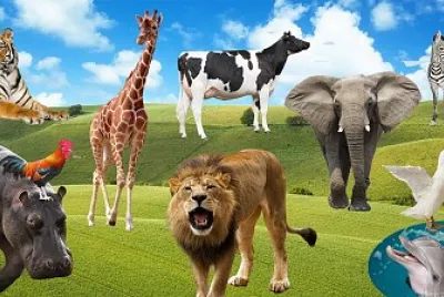 ANIMAIS
