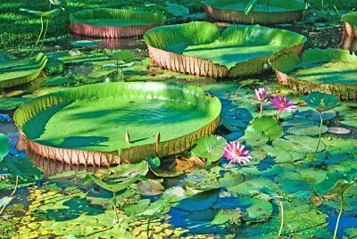 Amazônia jigsaw puzzle