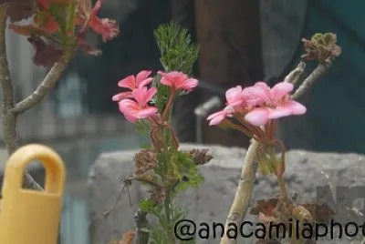 hermosas flores