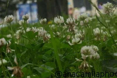 lindas flores