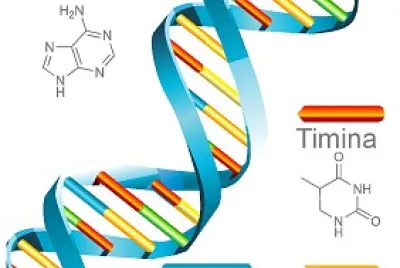 DNA