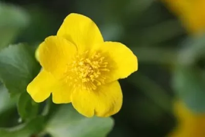 Botão de Ouro