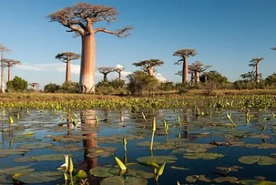 Madagascar jigsaw puzzle