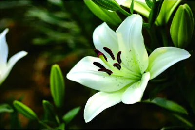 花