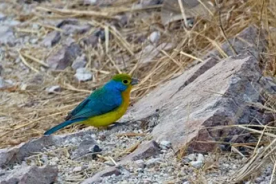 Passerina leclancherii