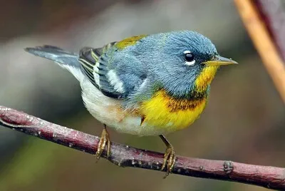 Parula northerm