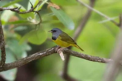 Parula piangente