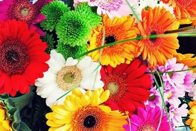 flores de colores