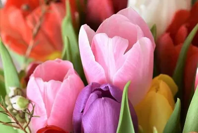 Flowers III