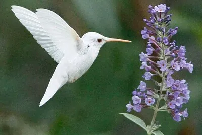 Colibrì albino