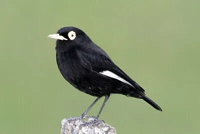 Tiranno dagli occhiali