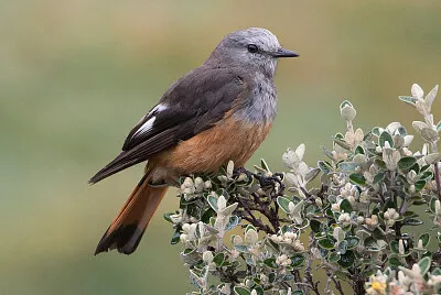 Tiranno dalla gropparossa