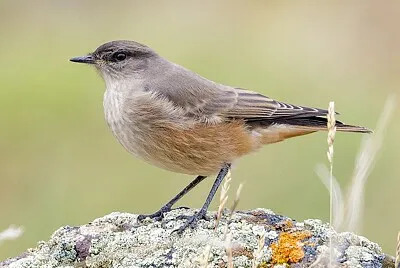 Tiranno ventricolo ventre cannella