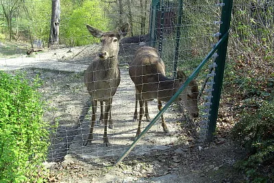 Tiere