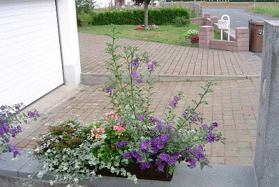 Blumen