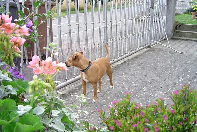 Tiere