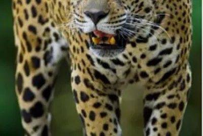 ONÇA