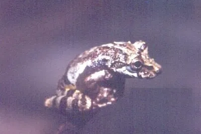 Scinax perpusillus
