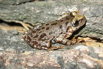 Scinax uruguayus