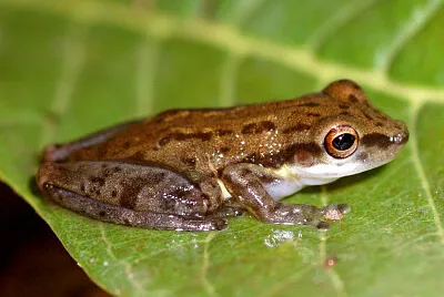 Scinax agilis