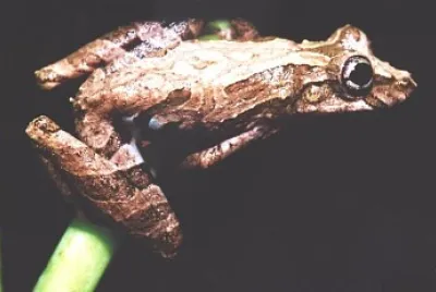 Scinax hiemalis