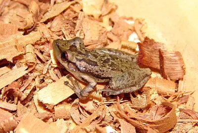 Scinax scupidatus