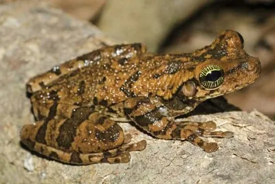 Osteocephalus staurinus