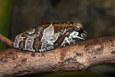 Trachycepalus resinifictris