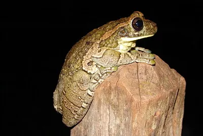 Trachycepalus venulosus