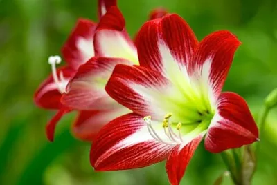 Amarilis